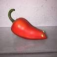 Red pepper mouse for sale  Delivered anywhere in USA 