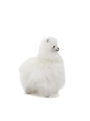 Originalpaca baby alpaca for sale  Delivered anywhere in USA 