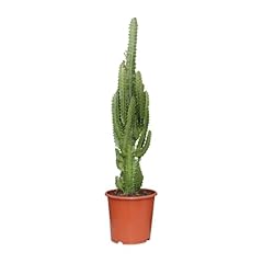 Euphorbia trigone 70cm d'occasion  Livré partout en France