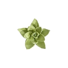 Sonic lee echeveria for sale  Delivered anywhere in USA 