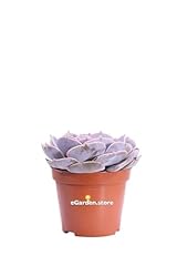 Pianta echeveria runyonii usato  Spedito ovunque in Italia 