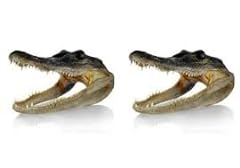 Alligator head real for sale  Delivered anywhere in USA 