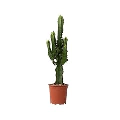 Plant box euphorbia usato  Spedito ovunque in Italia 