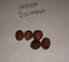 Brahea decumbens semi d'occasion  Livré partout en Belgiqu