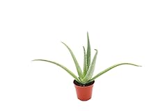 Medicinal aloe vera for sale  Delivered anywhere in USA 