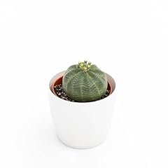 Euphorbia obesa usato  Spedito ovunque in Italia 