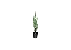 Blue arrow juniper for sale  Delivered anywhere in USA 