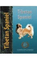 Tibetan spaniel for sale  Delivered anywhere in UK