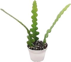 Fishbone cactus live for sale  Delivered anywhere in USA 