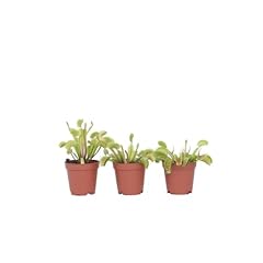 Plant box dionaea gebraucht kaufen  Wird an jeden Ort in Deutschland