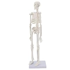 Miirr human skeleton for sale  Delivered anywhere in UK