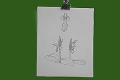 Showy orchid botanical for sale  Delivered anywhere in USA 