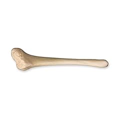 American beaver baculum for sale  Delivered anywhere in USA 