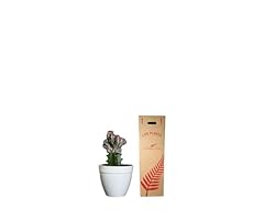Andersen farms euphorbia for sale  Delivered anywhere in USA 