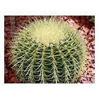 Golden barrel cactus for sale  Delivered anywhere in USA 