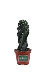 Pianta cereus forbesi usato  Spedito ovunque in Italia 