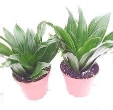Two janet craig for sale  Delivered anywhere in USA 