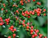 Cotoneaster horizontalis rocks for sale  Delivered anywhere in USA 