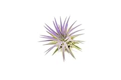 Purple colorful tillandsia for sale  Delivered anywhere in USA 