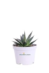 Pianta agave attenuata usato  Spedito ovunque in Italia 