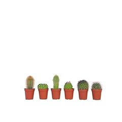 Plant box mini gebraucht kaufen  Wird an jeden Ort in Deutschland