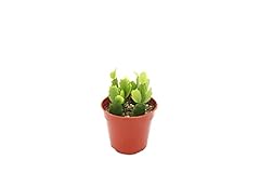 Zygocactus rose light for sale  Delivered anywhere in USA 