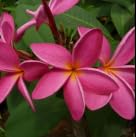 Lady red plumeria for sale  Delivered anywhere in USA 