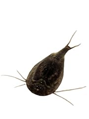 Triops cancriformis black gebraucht kaufen  Wird an jeden Ort in Deutschland