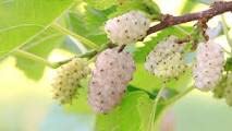 Gelso albero frutta usato  Spedito ovunque in Italia 