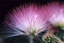 Mimosa trees for sale  Delivered anywhere in USA 