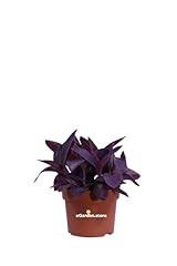 Pianta tradescantia pallida usato  Spedito ovunque in Italia 