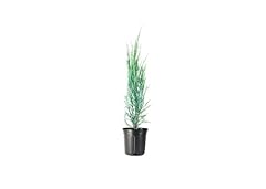 Blue arrow juniper for sale  Delivered anywhere in USA 