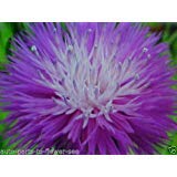 Purple Passion Spell Seeds Imperials dolce Sultan Fiore usato  Spedito ovunque in Italia 