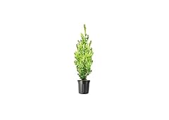 Green mountain boxwood for sale  Delivered anywhere in USA 