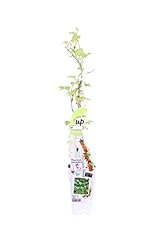 Pianta parthenocissus pianta usato  Spedito ovunque in Italia 