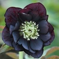 Helleborus double midnight for sale  Delivered anywhere in UK