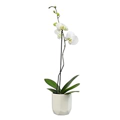 White phalaenopsis live for sale  Delivered anywhere in USA 