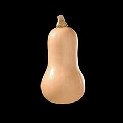 Butternut squash plug for sale  Delivered anywhere in UK