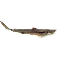 Anatomy lab shark for sale  Delivered anywhere in USA 