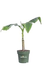 Pianta banano giapponese usato  Spedito ovunque in Italia 