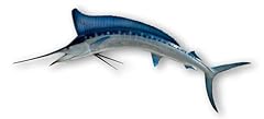 White marlin half for sale  Delivered anywhere in USA 