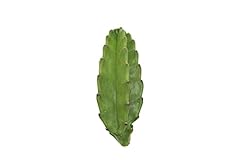Peruvian cactus california for sale  Delivered anywhere in USA 