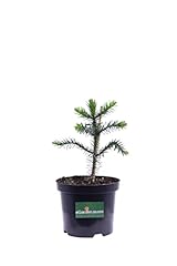 Pianta araucaria araucana usato  Spedito ovunque in Italia 
