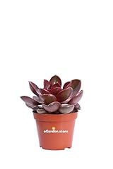 Pianta echeveria magic usato  Spedito ovunque in Italia 