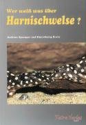 Weiß harnischwelse gebraucht kaufen  Wird an jeden Ort in Deutschland