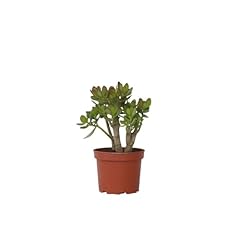 Plant box crassula for sale  Delivered anywhere in UK