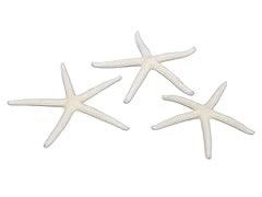 Rilostore stelle marine usato  Spedito ovunque in Italia 