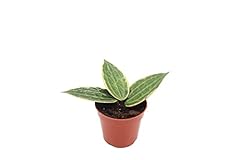 Hoya macrophylla variegated for sale  Delivered anywhere in USA 