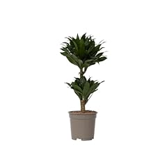 Plant box dracaena usato  Spedito ovunque in Italia 