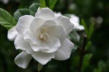 Brighter blooms frost for sale  Delivered anywhere in USA 